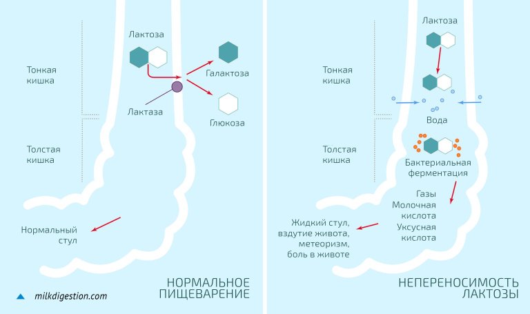 Сельскохозяйственная революция:До одомашнивания скота ни один взрослый человек на планете не мог пить сырое молоко без тяжелых желудочных спазмов.