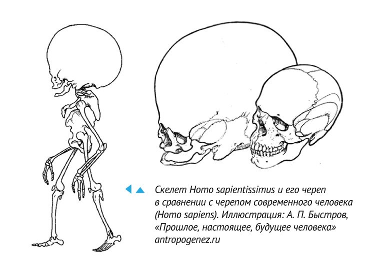 Homo Sapientissimus профессора Быстрова