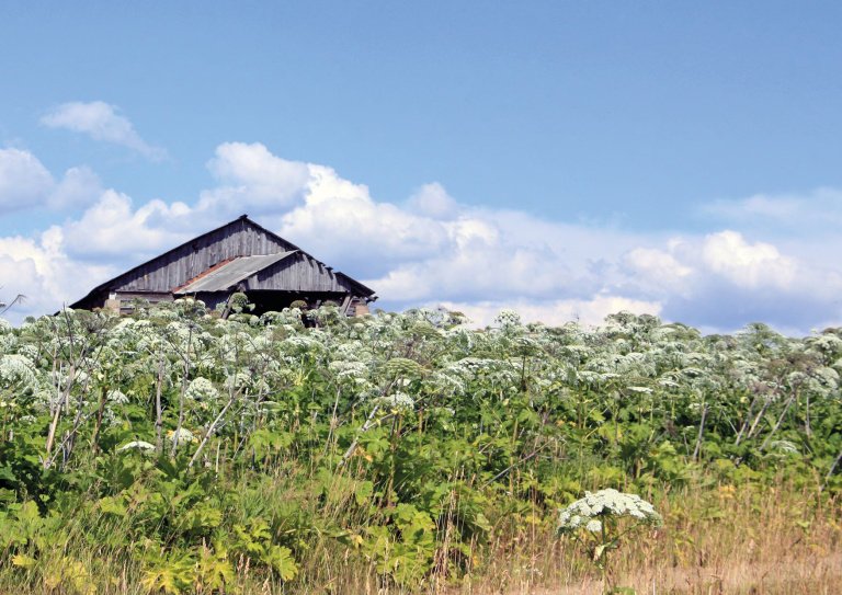 Биологический исполин:Строение соцветия Heracleum sosnowskyi, дающего до 70 000 семян с одного растения. Фото: К. Г. Ткаченко